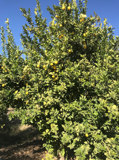 ecotube lemon tree
